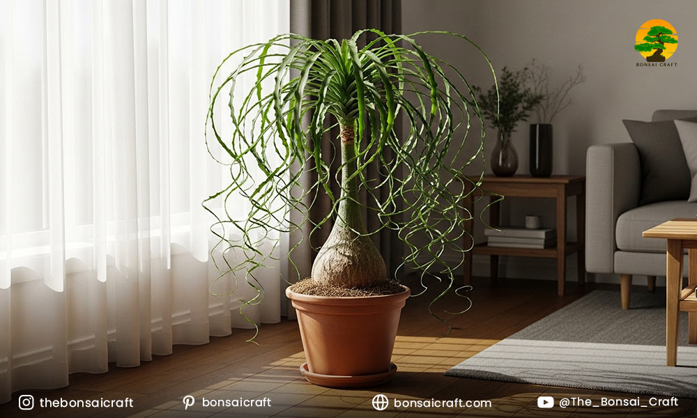 Beaucarnea recurvata as an Indoor Plant