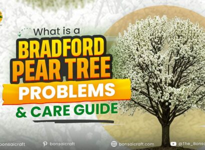 What Is a Bradford Pear Tree? Problems & Care Guide