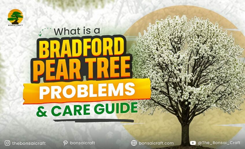 What Is a Bradford Pear Tree? Problems & Care Guide