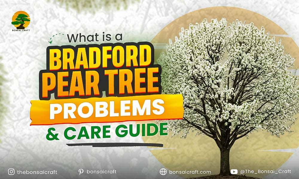 What Is a Bradford Pear Tree? Problems & Care Guide