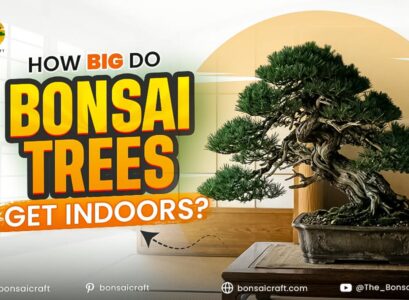 How Big Do Bonsai Trees Get Indoors?