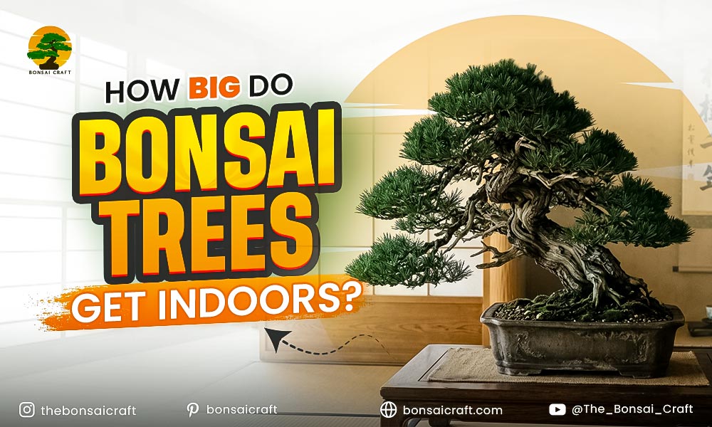 How Big Do Bonsai Trees Get Indoors?