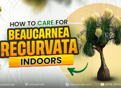 How to Care for Beaucarnea recurvata Indoors