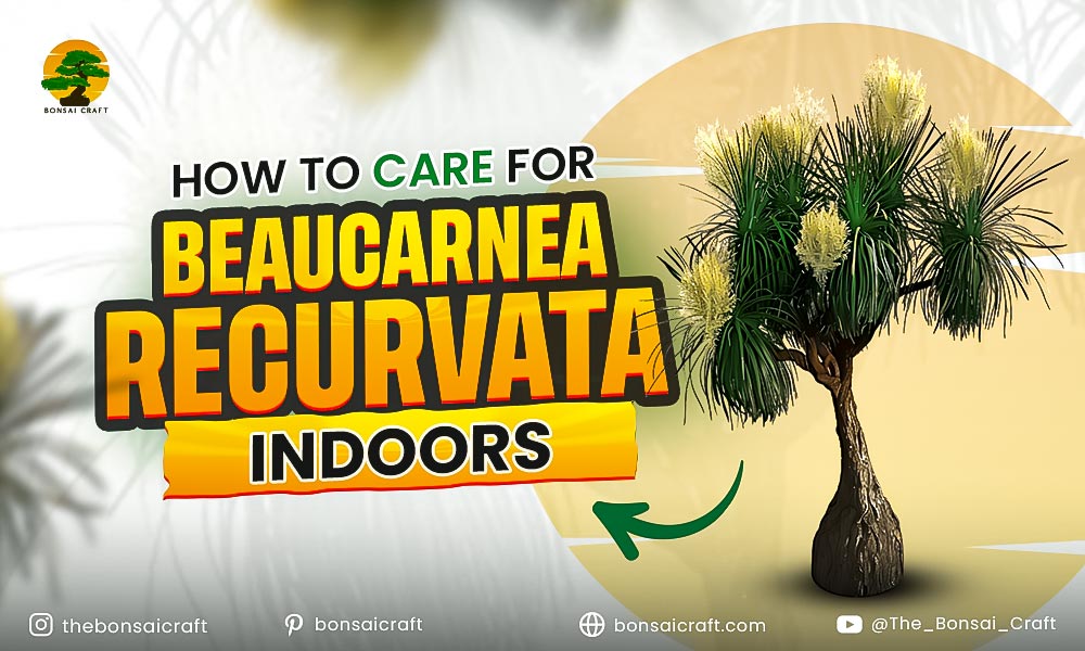 How to Care for Beaucarnea recurvata Indoors