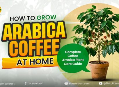 Coffea Arabica Plant Care: How to Grow a Coffee Plant at Home