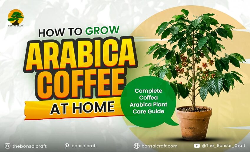 Coffea Arabica Plant Care: How to Grow a Coffee Plant at Home