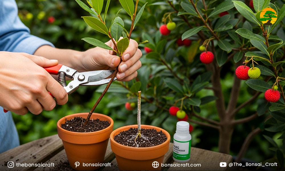How to Propagate Strawberry Trees
