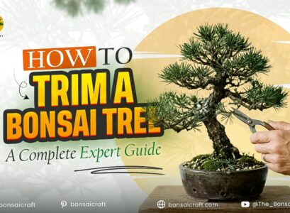 How to Trim a Bonsai Tree: A Complete Expert Guide