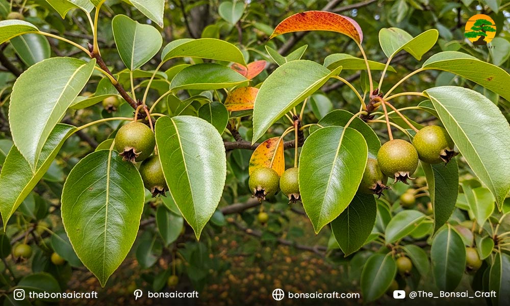 How to identify Bradford pear tree fruit?