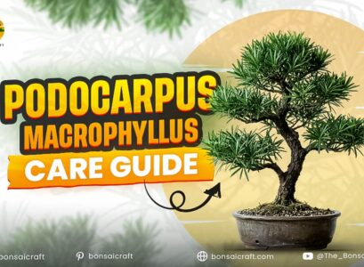 Podocarpus Macrophyllus Care Guide