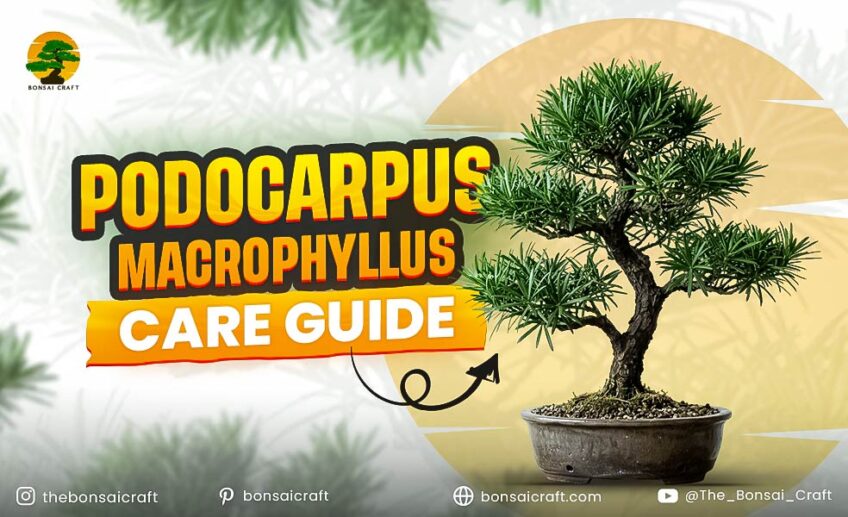 Podocarpus Macrophyllus Care Guide