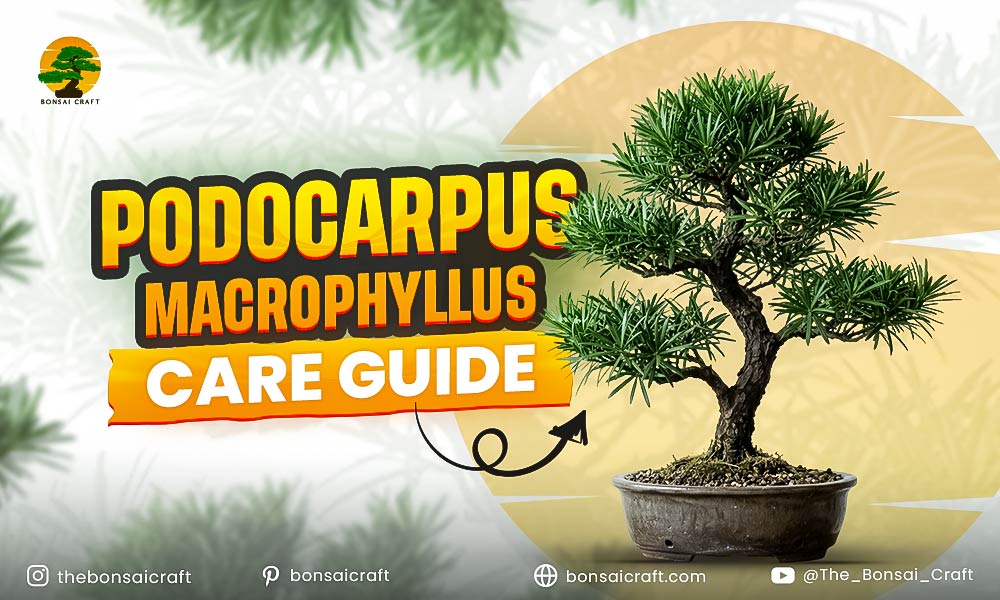 Podocarpus Macrophyllus Care Guide