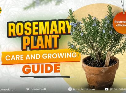 Rosemary Plant Care and Growing Guide (Rosmarinus officinalis)