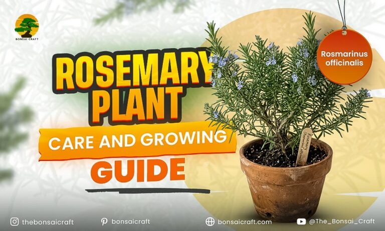 Rosemary Plant Care And Growing Guide Rosmarinus Officinalis rosemary-plant-care-and-growing-guide-rosmarinus-officinalis