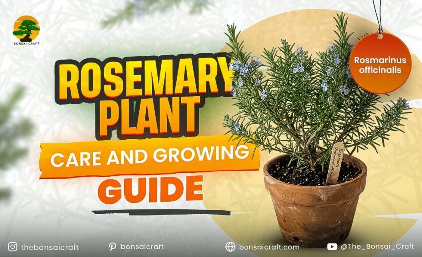 Rosemary Plant Care and Growing Guide (Rosmarinus officinalis)