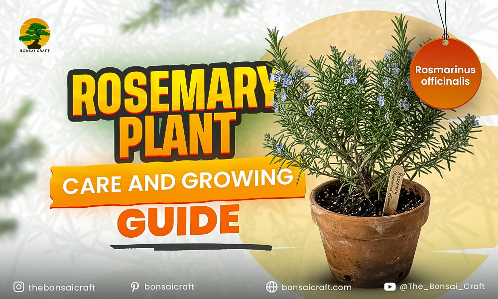 Rosemary Plant Care and Growing Guide (Rosmarinus officinalis)