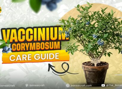 Vaccinium Corymbosum Care Guide: How to Grow Northern Highbush