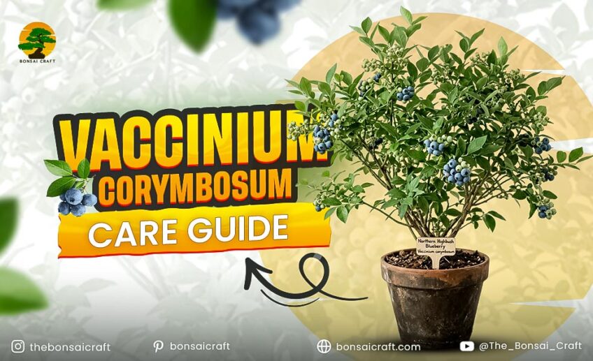 Vaccinium Corymbosum Care Guide: How to Grow Northern Highbush
