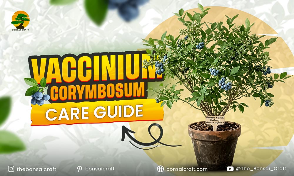Vaccinium Corymbosum Care Guide: How to Grow Northern Highbush