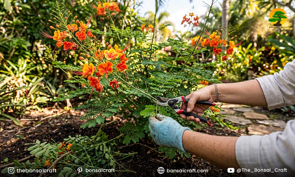 How to Prune Pride of Barbados (Caesalpinia pulcherrima)
