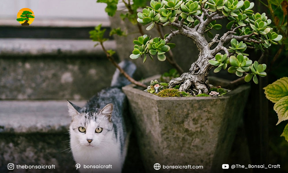 Jade Bonsai Might Look Safe: But It’s not for Cats