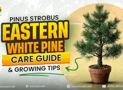 Pinus Strobus Eastern White Pine Care Guide & Growing Tips