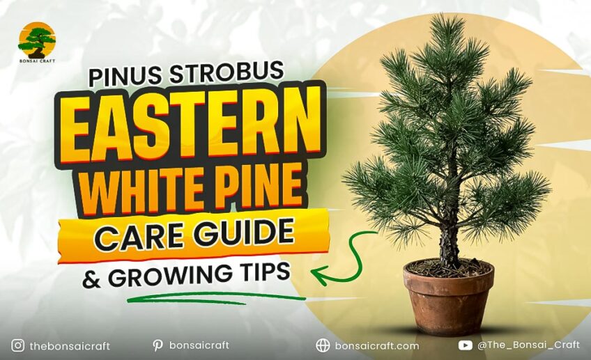 Pinus Strobus Eastern White Pine Care Guide & Growing Tips