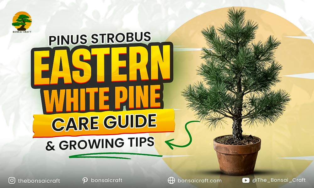 Pinus Strobus Eastern White Pine Care Guide & Growing Tips