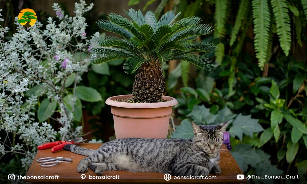 Sago Palm Bonsai: One of the Most Dangerous Plants for Cats
