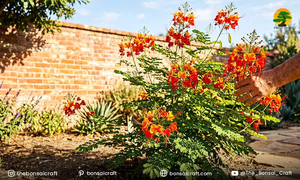 Caesalpinia pulcherrima Sunlight Requirements