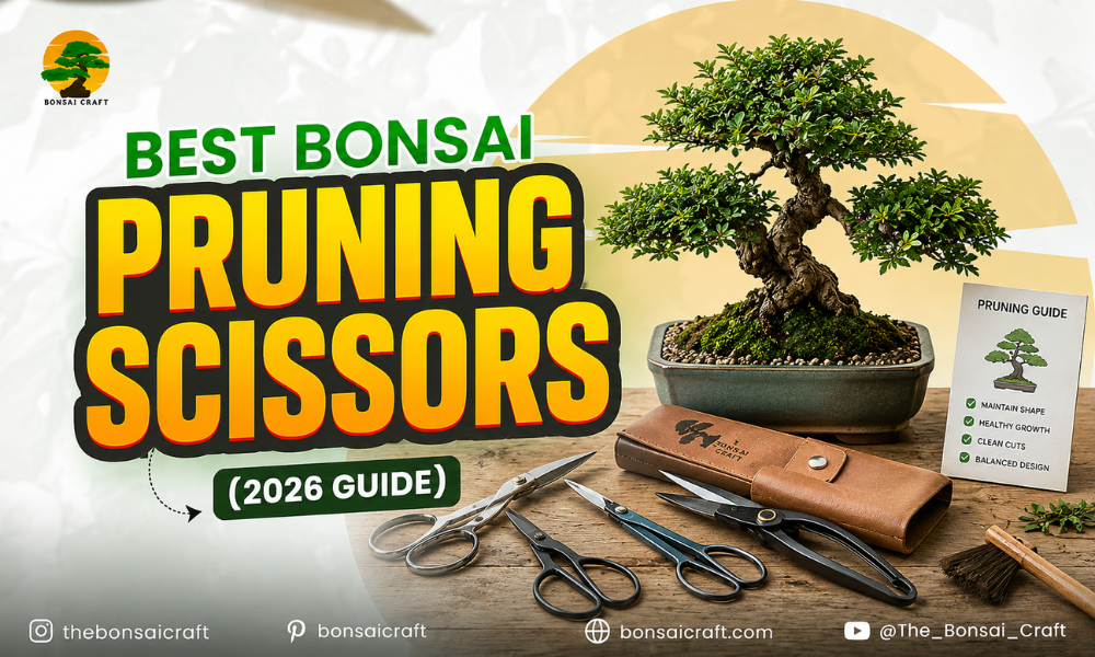 Best Bonsai Pruning Scissors (2026 Guide)