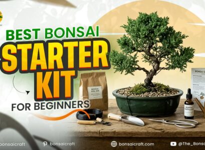 Best Bonsai Starter Kit for Beginners Complete Buying Guide