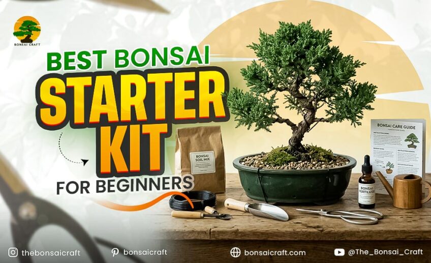 Best Bonsai Starter Kit for Beginners Complete Buying Guide