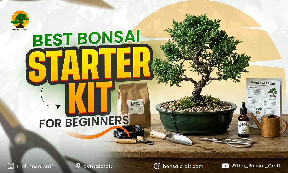 Best Bonsai Starter Kit for Beginners Complete Buying Guide