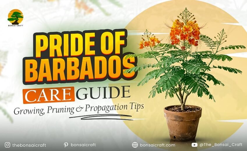 Pride of Barbados Care Guide: Growing, Pruning & Propagation Tips